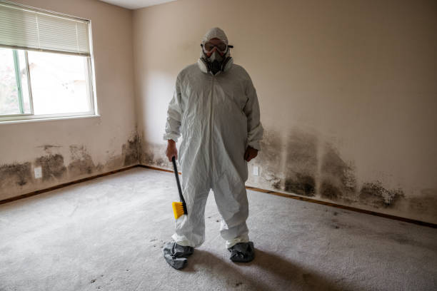 Certified Mold Removal in Belmar, NJ