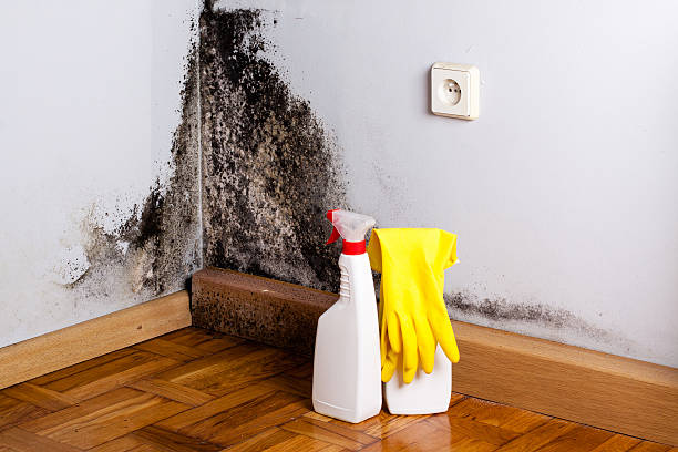 Mold Removal and Inspection in Belmar, NJ
