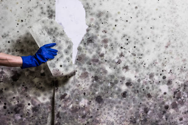 Best Mold Cleaning Services  in Belmar, NJ