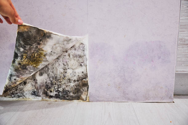 Best Mold Removal Company Near Me  in Belmar, NJ